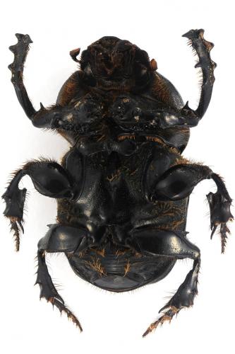 Heteronitis tridens